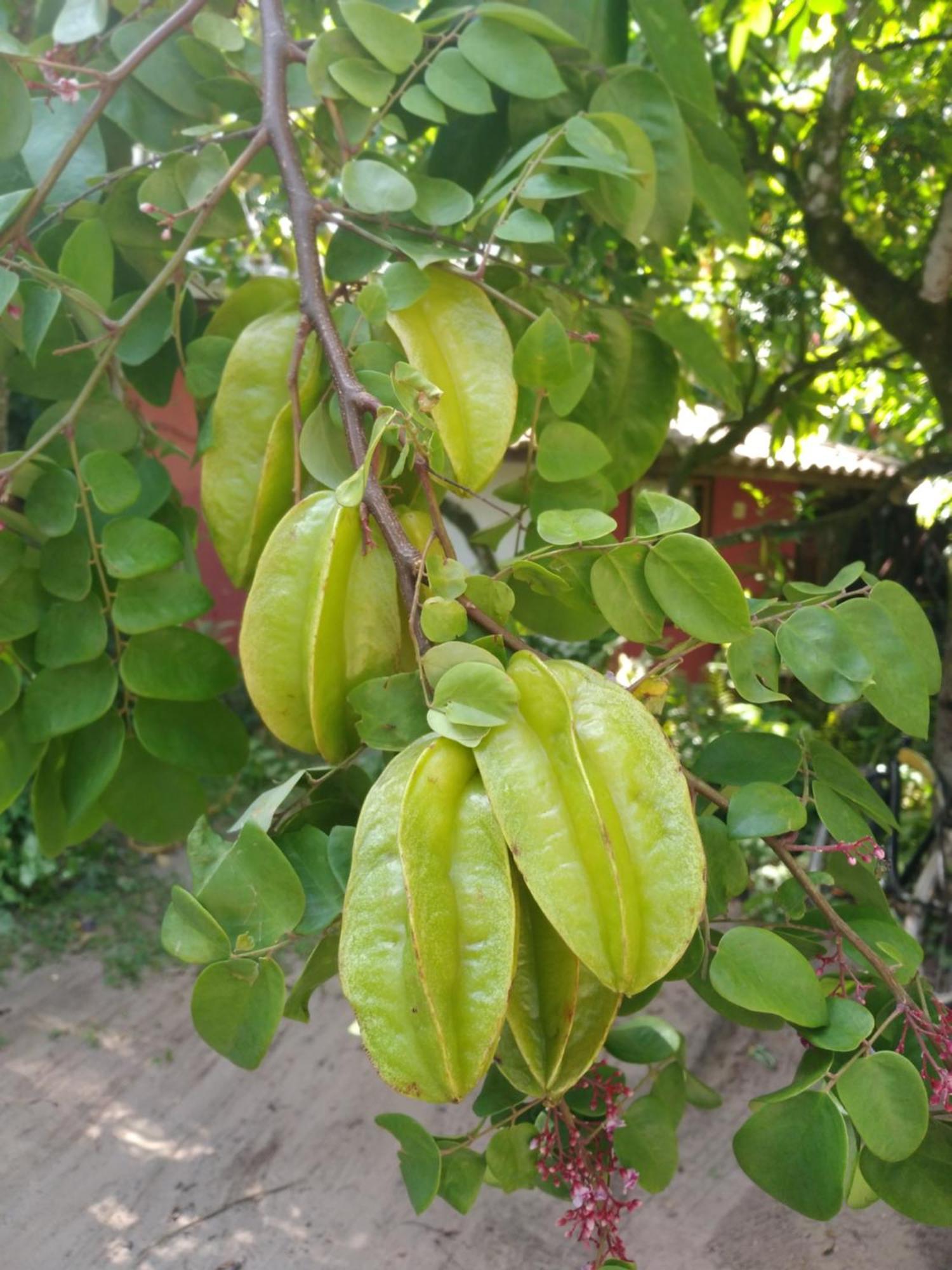 Pousada Fruta Pao Hotell Barra Grande  Exteriör bild